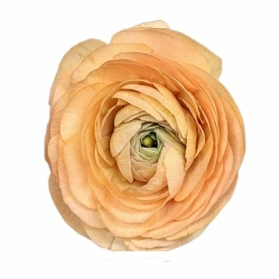 Pryskyřník ASIATICUS AAZUR PEACH