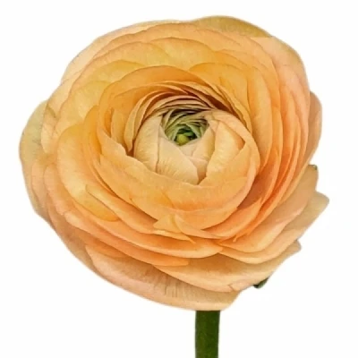 Pryskyřník ASIATICUS AAZUR PEACH 42 cm / 48 g