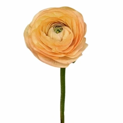 Pryskyřník ASIATICUS AAZUR PEACH