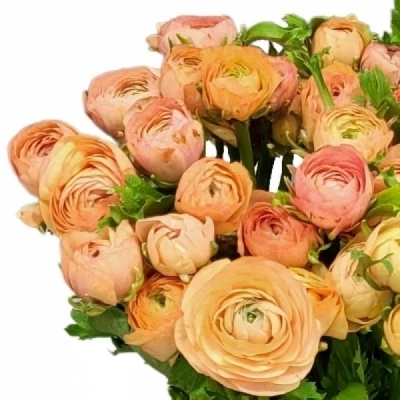 Pryskyřník ASIATICUS AAZUR PEACH