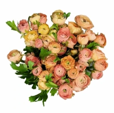 Pryskyřník ASIATICUS AAZUR PEACH