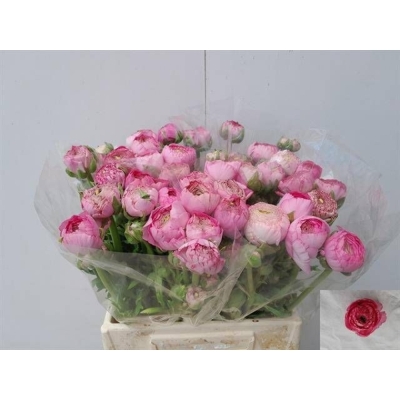 Pryskyřník ASIATICUS AAZUR ROSE 40 cm / 30 g