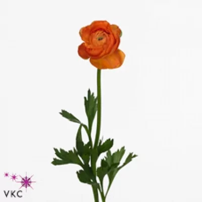 Pryskyřník ASIATICUS AMANDINE MANDARINE 40cm/14g