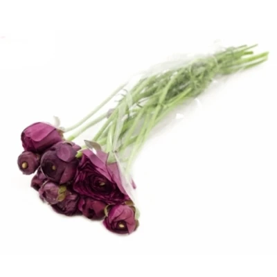 Pryskyřník ASIATICUS AMANDINE PURPLE JEAN