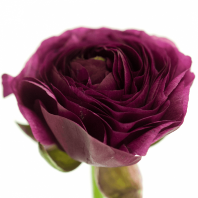 Pryskyřník ASIATICUS AMANDINE PURPLE JEAN