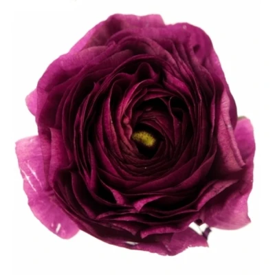 Pryskyřník ASIATICUS AMANDINE PURPLE JEAN