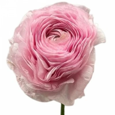 Pryskyřník ASIATICUS CHAMALLOW