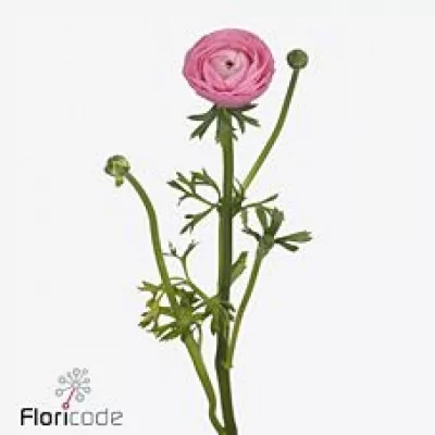 Pryskyřník ASIATICUS DOLCEVITA ROSE