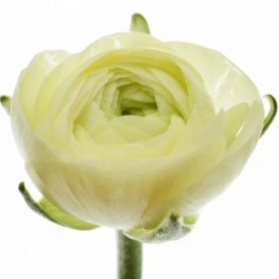 Pryskyřník ASIATICUS ELEGANCE LIGHT YELLOW 40 cm / 35 g