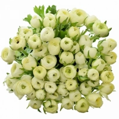 Pryskyřník ASIATICUS ELEGANCE LIGHT YELLOW