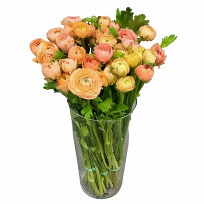 Pryskyřník ASIATICUS ELEGANCE SALMON