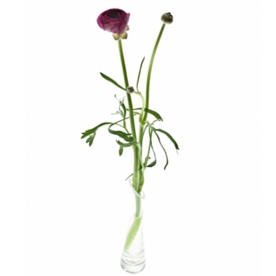 Pryskyřník ASIATICUS ELEGANCE VIOLET