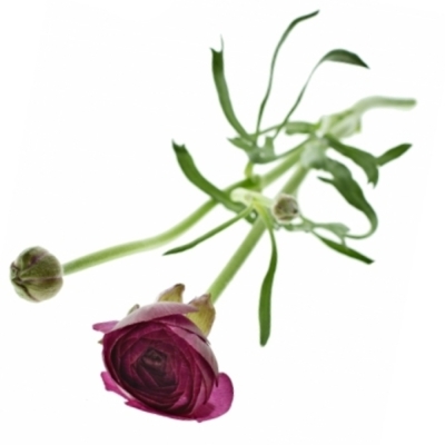 Pryskyřník ASIATICUS ELEGANCE VIOLET