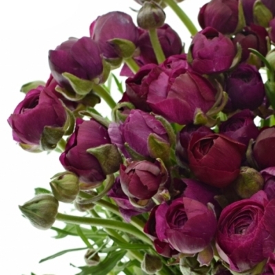 Pryskyřník ASIATICUS ELEGANCE VIOLET