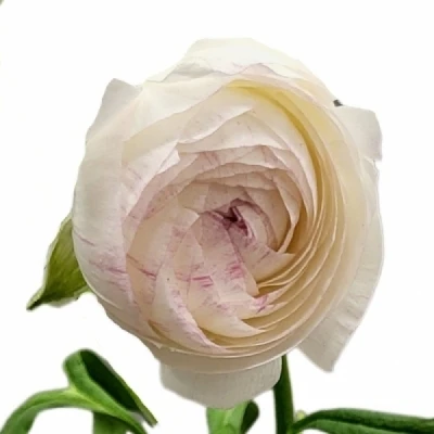 Pryskyřník ASIATICUS PORCELAINE