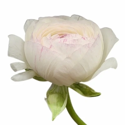 Pryskyřník ASIATICUS PORCELAINE 45 cm / 30 g