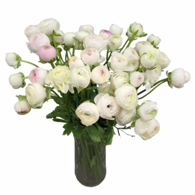 Pryskyřník ASIATICUS PORCELAINE