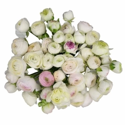 Pryskyřník ASIATICUS PORCELAINE