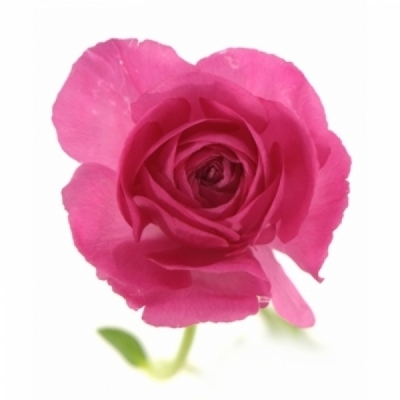 Pryskyřník ASIATICUS SUCCESS COLORADO