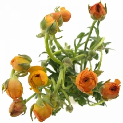 Pryskyřník ASIATICUS SUCCESS LAMBADA