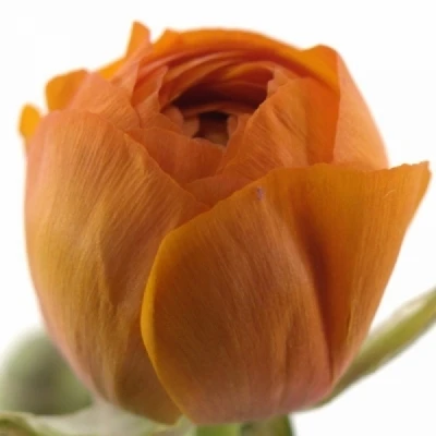 Pryskyřník ASIATICUS SUCCESS LAMBADA 45cm/30g