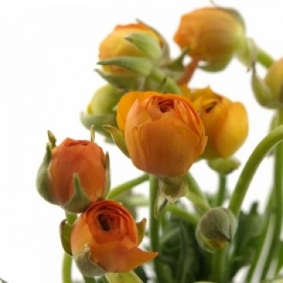 Pryskyřník ASIATICUS SUCCESS MANDARINO