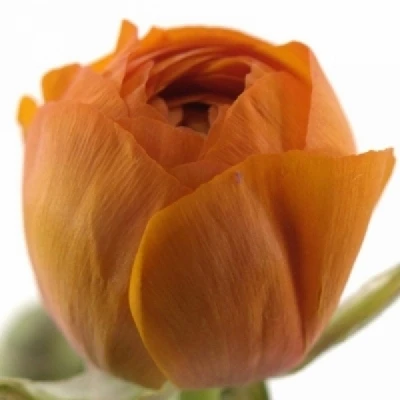 Pryskyřník ASIATICUS SUCCESS MANDARINO 40 cm / 25 g