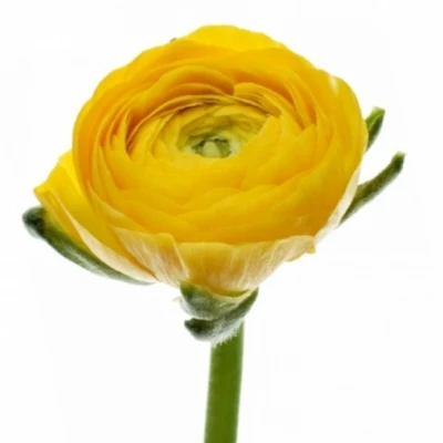 Pryskyřník ASIATICUS SUCCESS OMEGA 40cm/35g