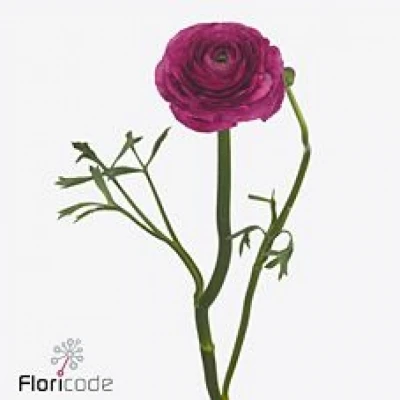 Pryskyřník ASIATICUS SUCCESS SHERRY