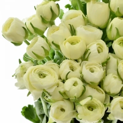 Pryskyřník Asijský AAZUR CREAM 