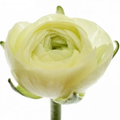 Pryskyřník Asijský AAZUR CREAM 