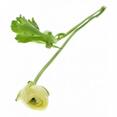 Pryskyřník Asijský AAZUR CREAM 