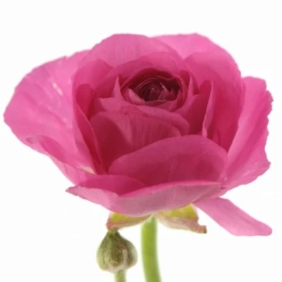 Pryskyřník asijský AMANDINE ROSE 40cm/26g