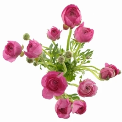 Pryskyřník asijský AMANDINE ROSE