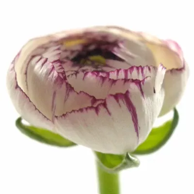 Pryskyřník asijský ANDREA CAPPUCCINO 45cm/24g