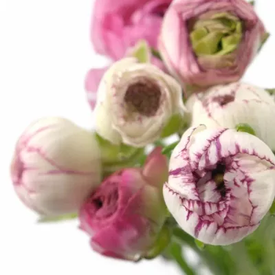 Pryskyřník Asijský ANDREA CAPPUCCINO 46cm/16g