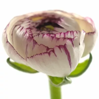 Pryskyřník Asijský ANDREA CAPPUCCINO 46cm/16g