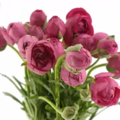 Pryskyřník Asijský AZUR DEEP ROSE