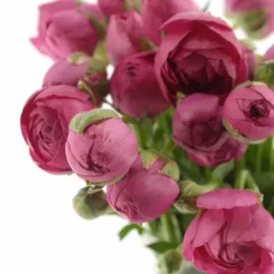 Pryskyřník Asijský AZUR DEEP ROSE