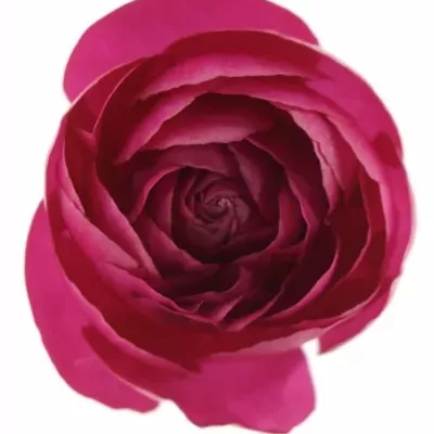 Iskerník Ázijský AZUR DEEP ROSE