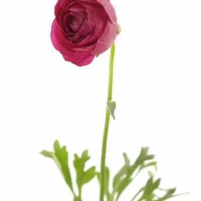 Iskerník Ázijský AZUR DEEP ROSE