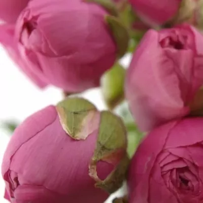 Pryskyřník Asijský AZUR DEEP ROSE