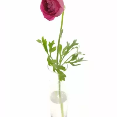 Pryskyřník Asijský AZUR DEEP ROSE