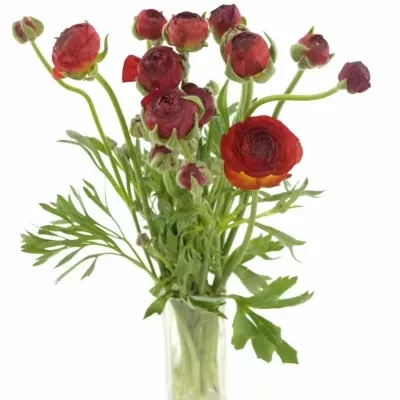 Pryskyřník Asijský AZUR RED