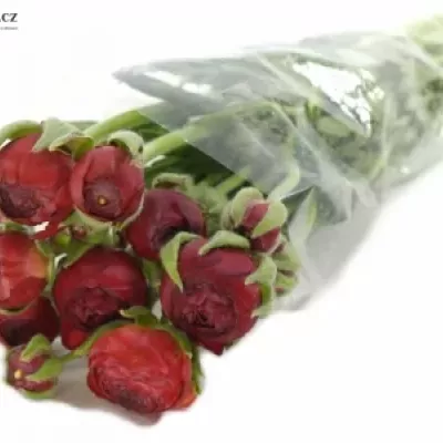 Pryskyřník Asijský AZUR RED