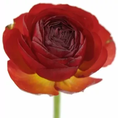 Pryskyřník Asijský AZUR RED