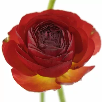 Pryskyřník asijský AAZUR RED 40cm/18g