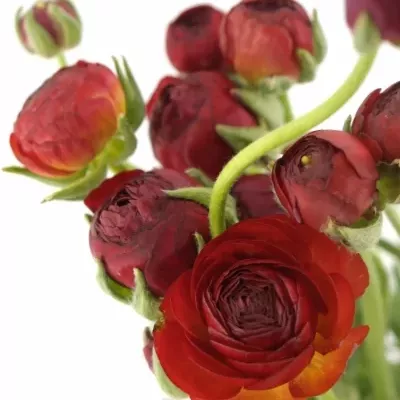 Pryskyřník Asijský AZUR RED