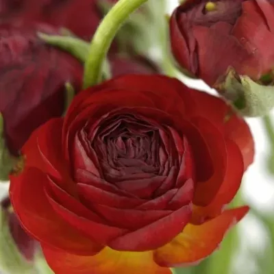 Pryskyřník Asijský AZUR RED