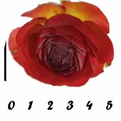 Pryskyřník Asijský AZUR RED